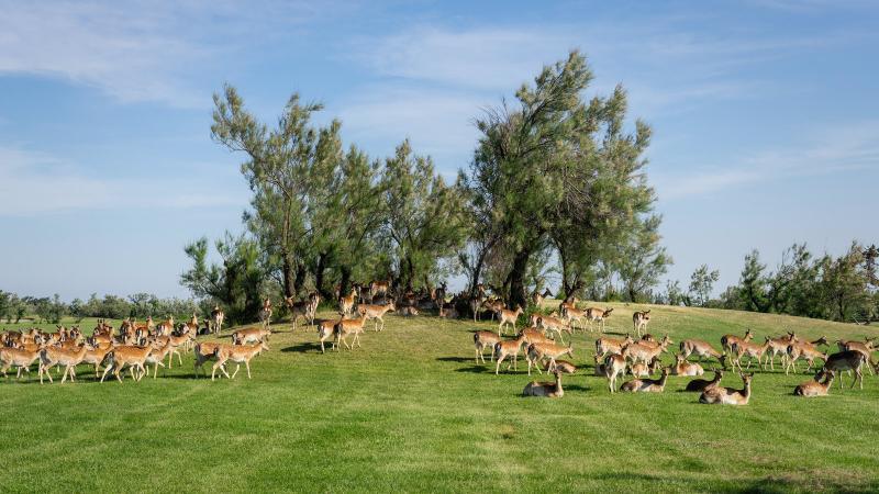 Isola Di Albarella Golf Hotel